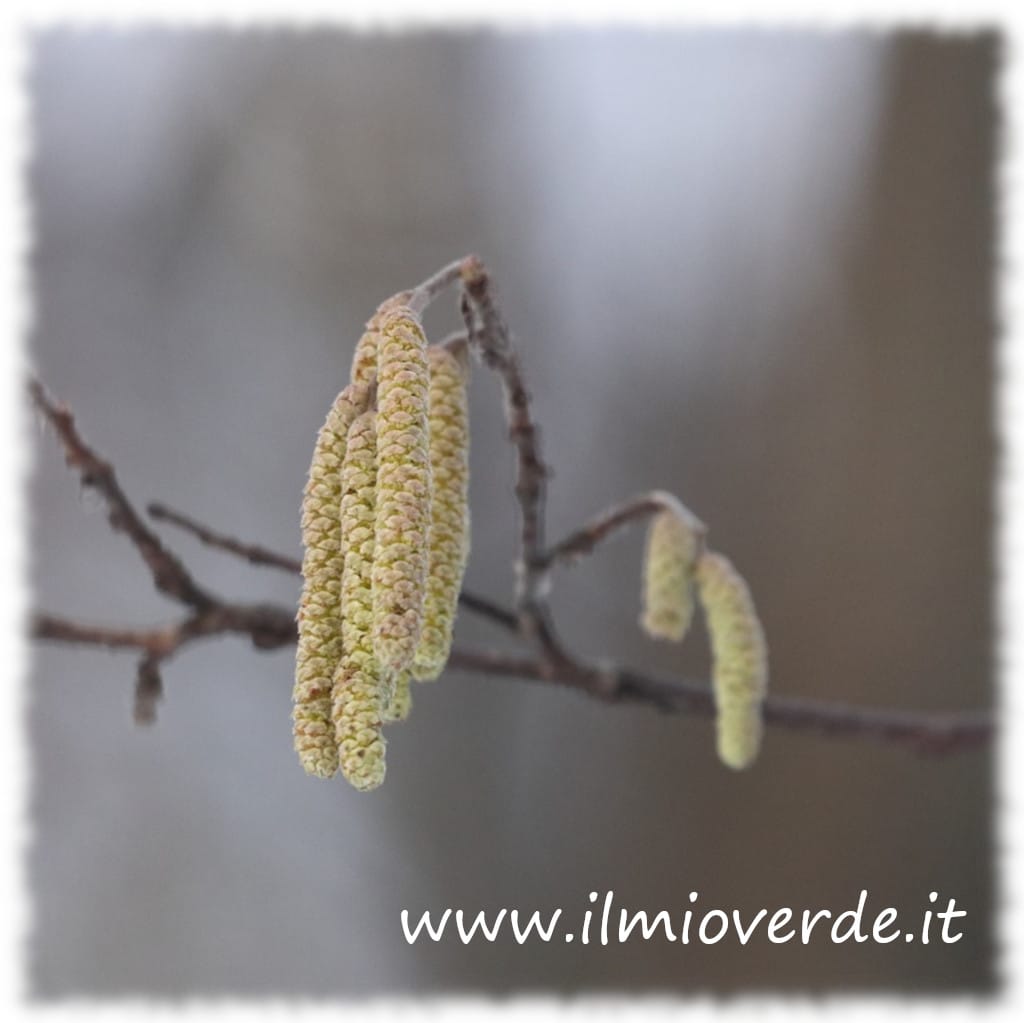 Immagine di un'infiorescenza di Ontano.