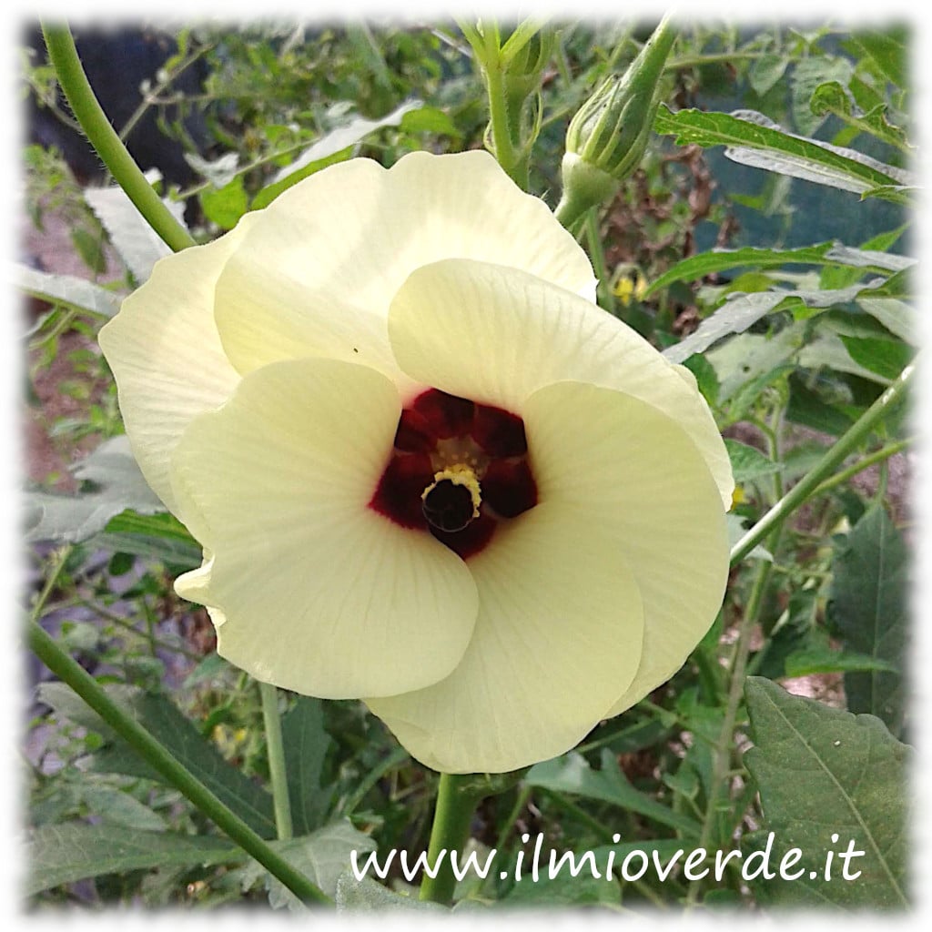 Fiore di Abelmoschus esculentus, conosciuto comunemente come Okra o Gombo, mostra i suoi delicati petali bianchi in un orto.