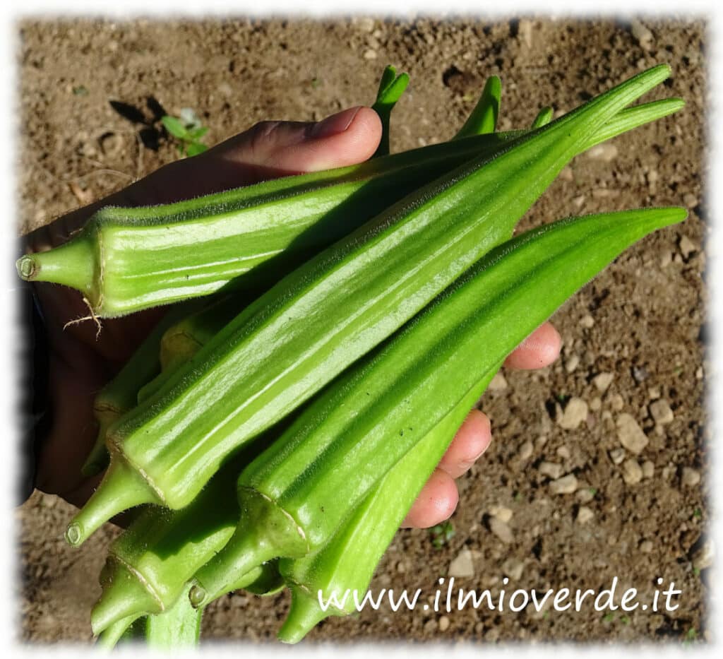 Frutti di Abelmoschus esculentus (Okra o Gombo)