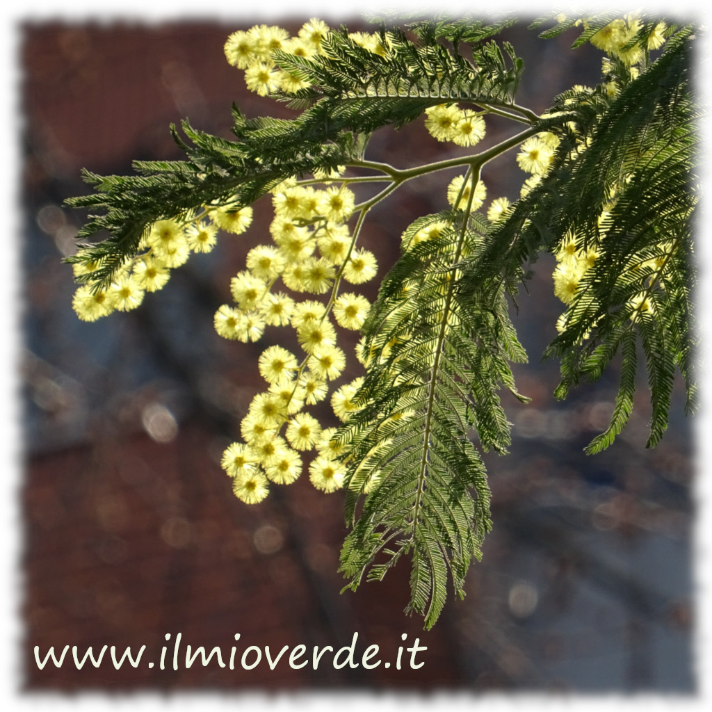 Fiore di Acacia in primo piano, dai caratteristici grappoli gialli e soffici.