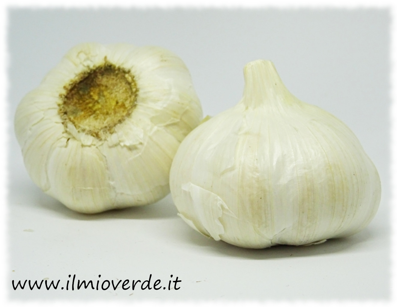 Due teste d'aglio su sfondo bianco, con le bucce ben visibili.
