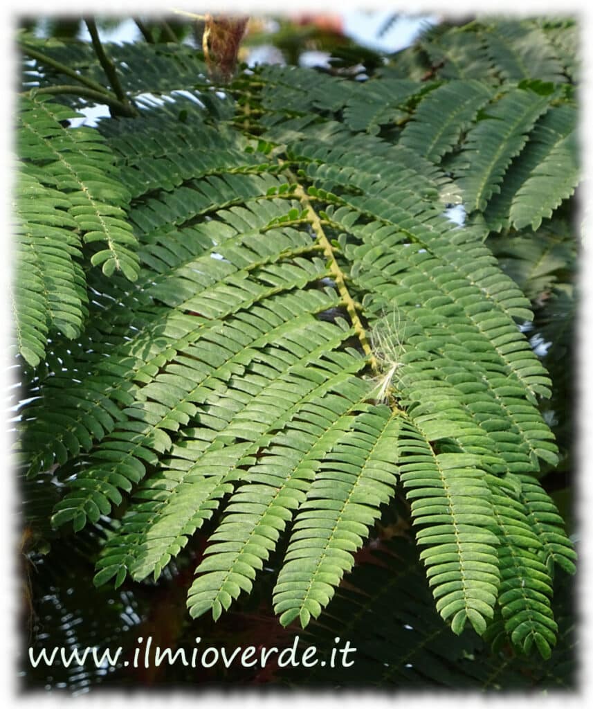 Albizia julibrissin(波斯刺槐)叶子,具有精细分割的形状