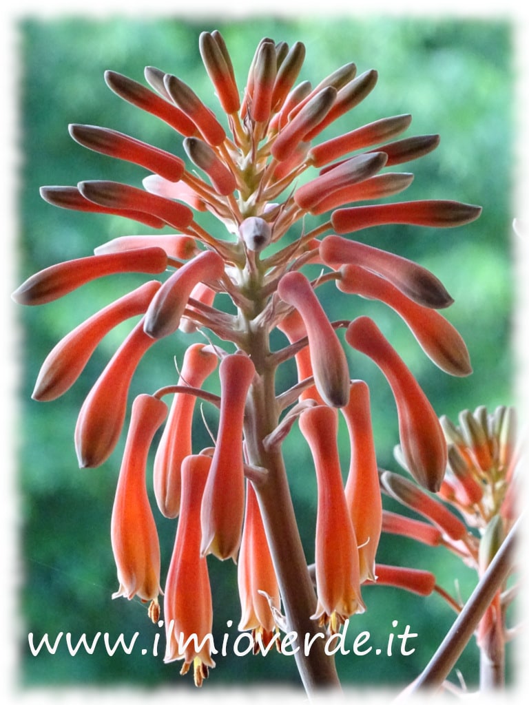 Fiore di Aloe vera