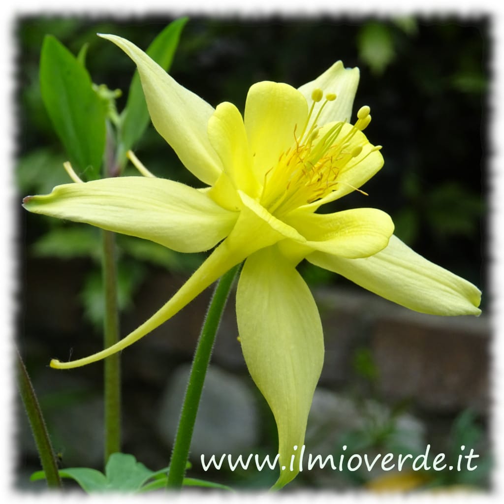 Aquilegia a fiore giallo