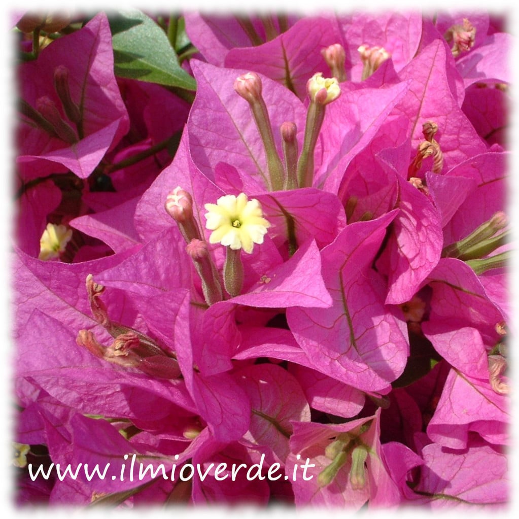 Bougainvillea rosa con brattee e fiorellini