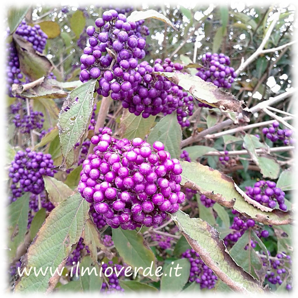 Foto di una pianta di Callicarpa con bacche viola brillanti.
