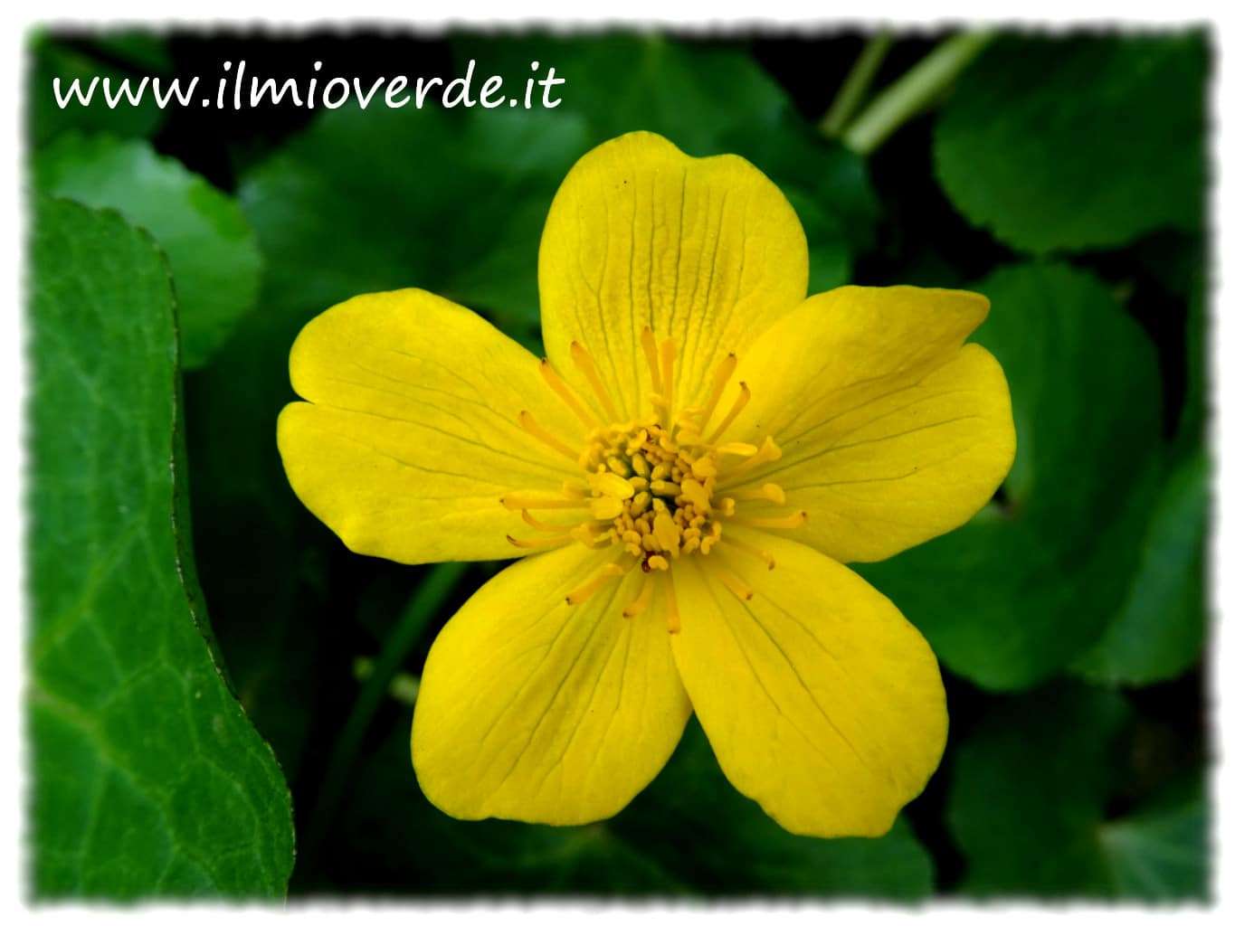 Fiore giallo brillante su sfondo verde