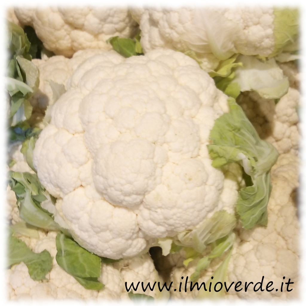 Cavolfiore bianco fresco in una cassetta insieme ad altri.