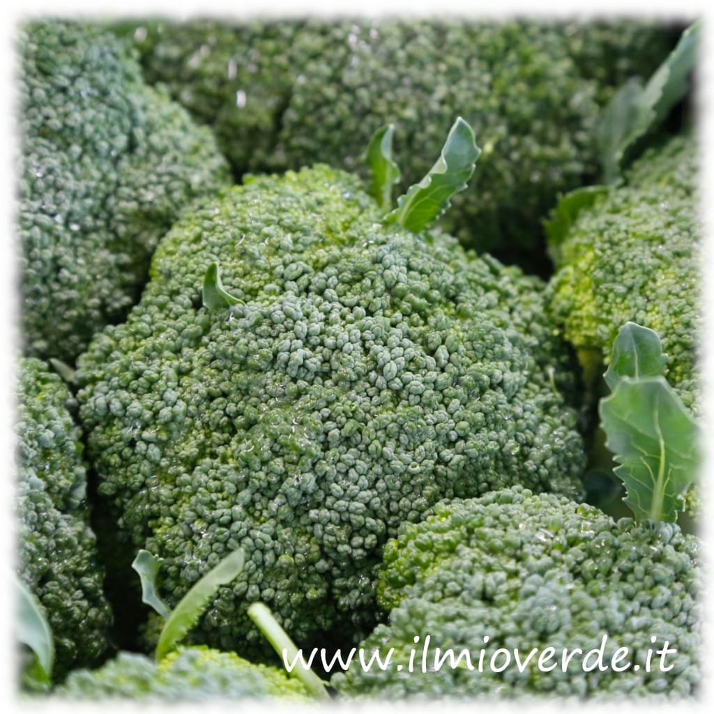 Testa centrale di cavolo broccolo.