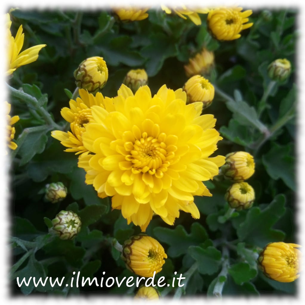 Crisantemo giallo piccolo in fiore