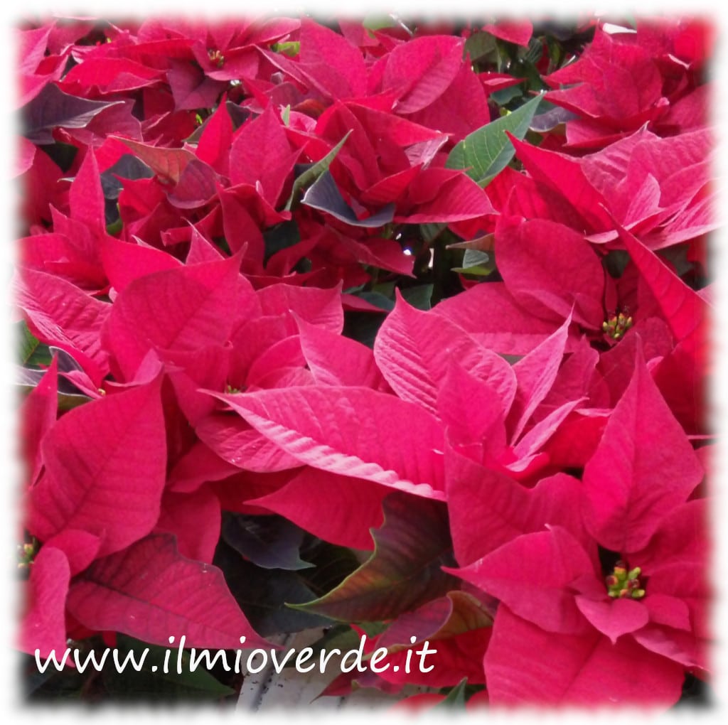 Stelle di Natale in fioritura