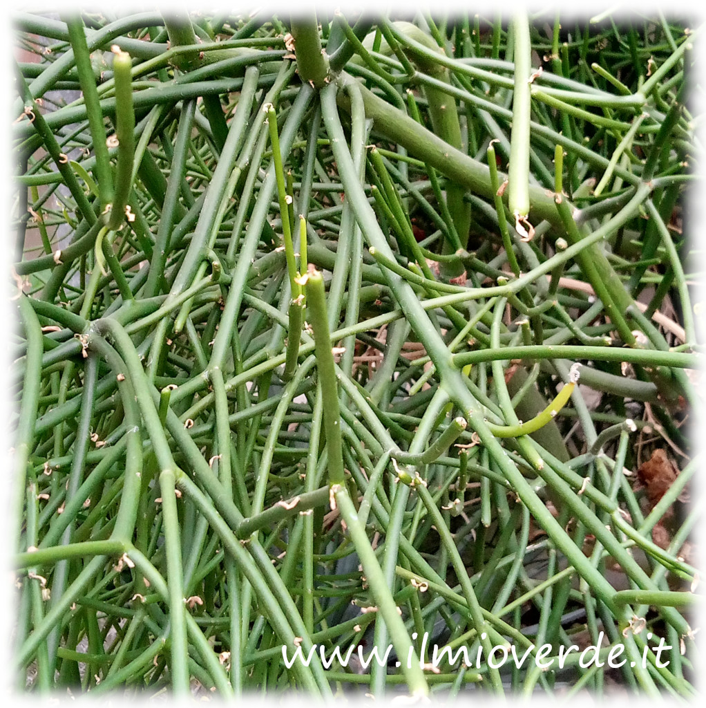 Steli sottili e cilindrici della Pianta delle Matite (Euphorbia tirucalli), una succulenta dal portamento eretto e ramificato.