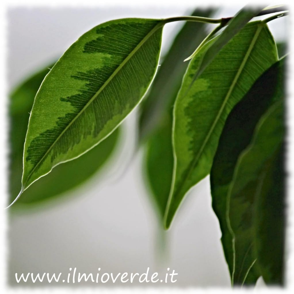 Foglie di Ficus Benjamin