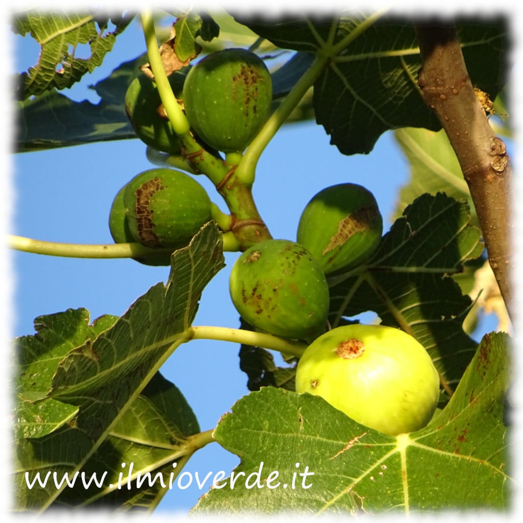 Fichi verdi e maturi su un ramo