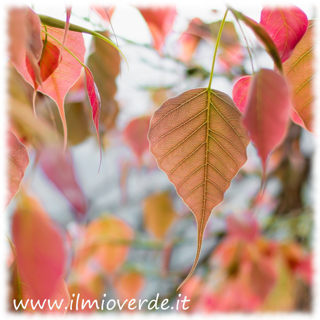 Foglie di albero di Bodhi rossicce