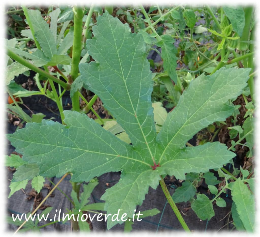 Foglia di Abelmoschus esculentus (Okra o Gombo) su pianta nel giardino.
