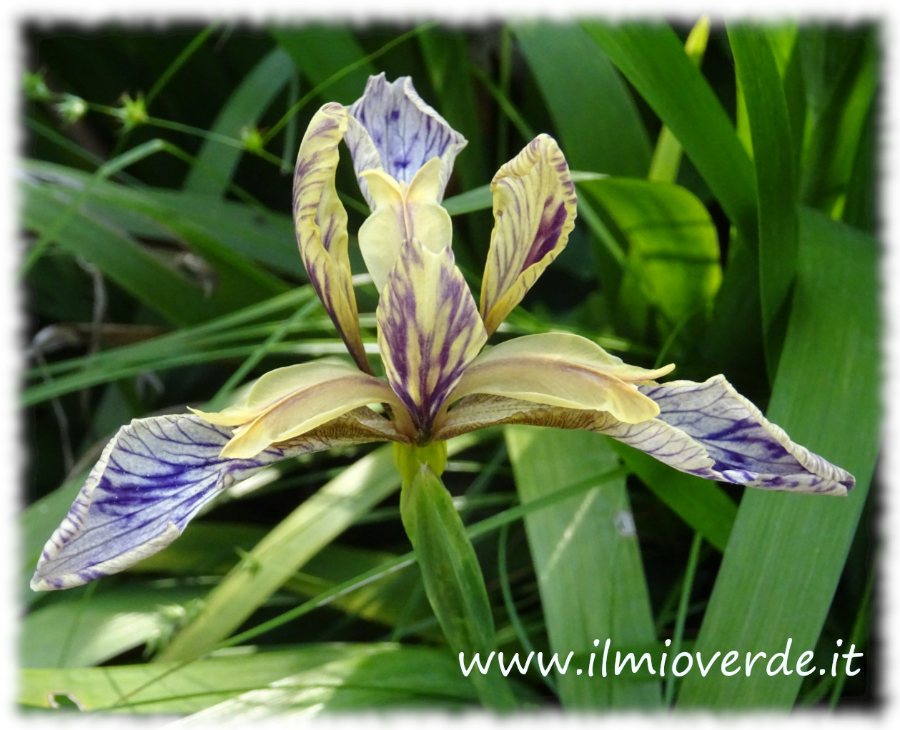 Flower of Iris foetidissima