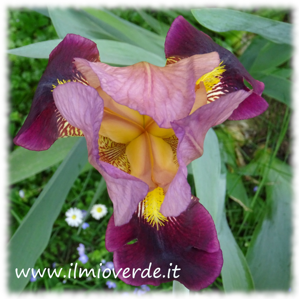 Fiore di Iris germanica in piena fioritura visto dall'alto