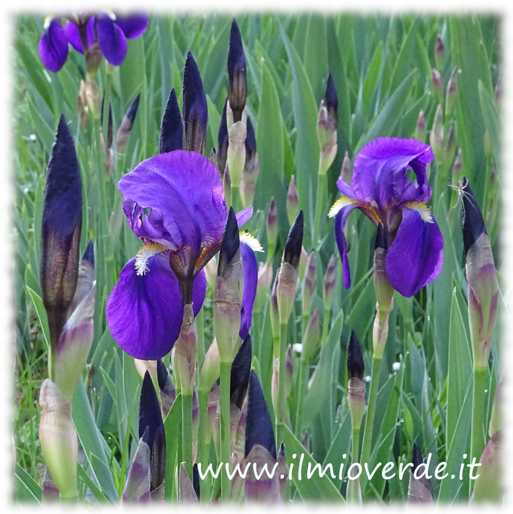 Blue Iris Group in Bloom