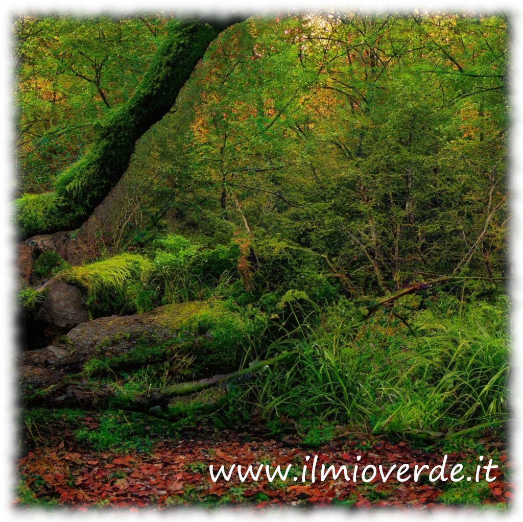 immagine di una foresta.
