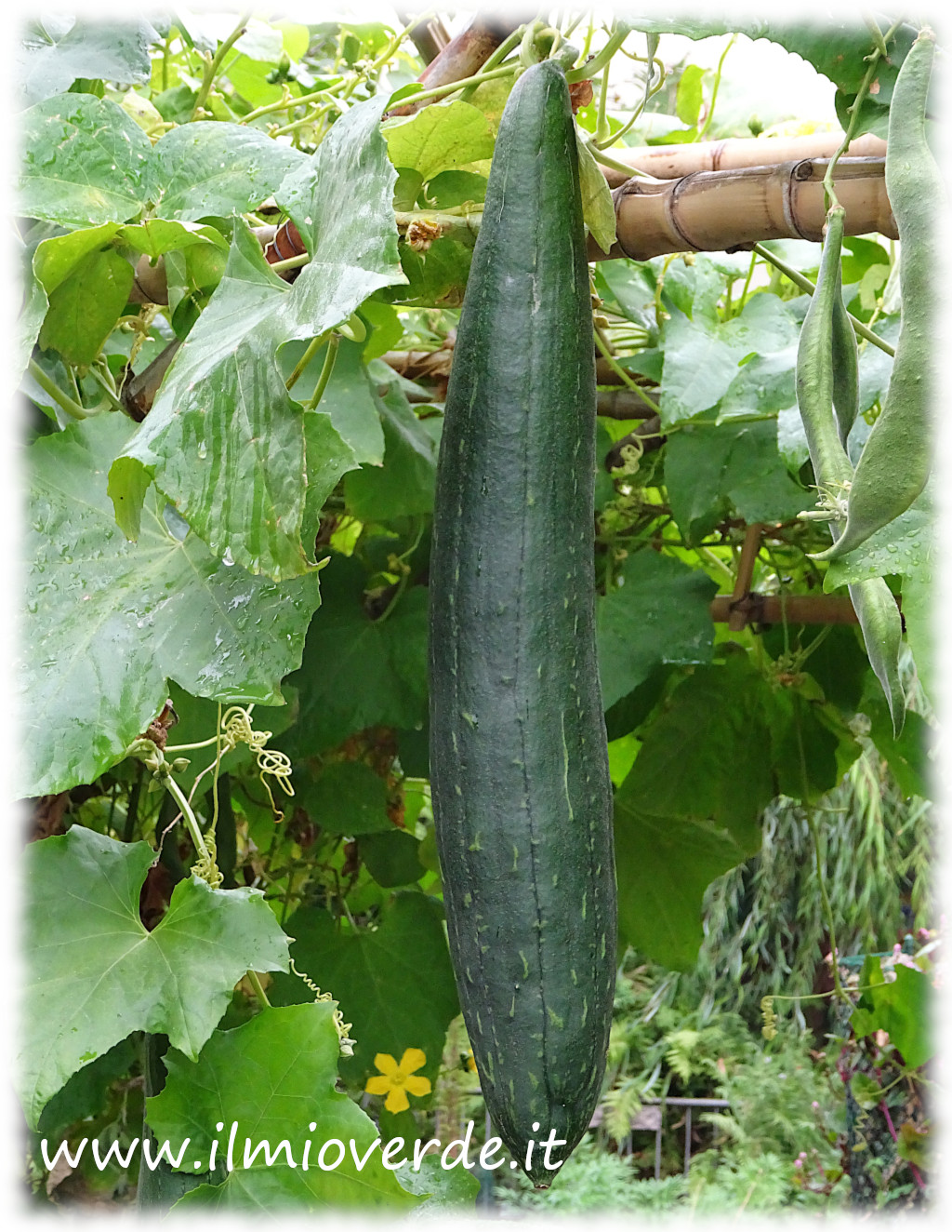 Frutto di Luffa cylindrica ancora attaccato alla pianta, pendente tra le foglie verdi.
