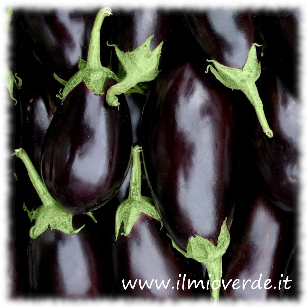 Melanzane fresche affiancate, pronte per essere cucinate.