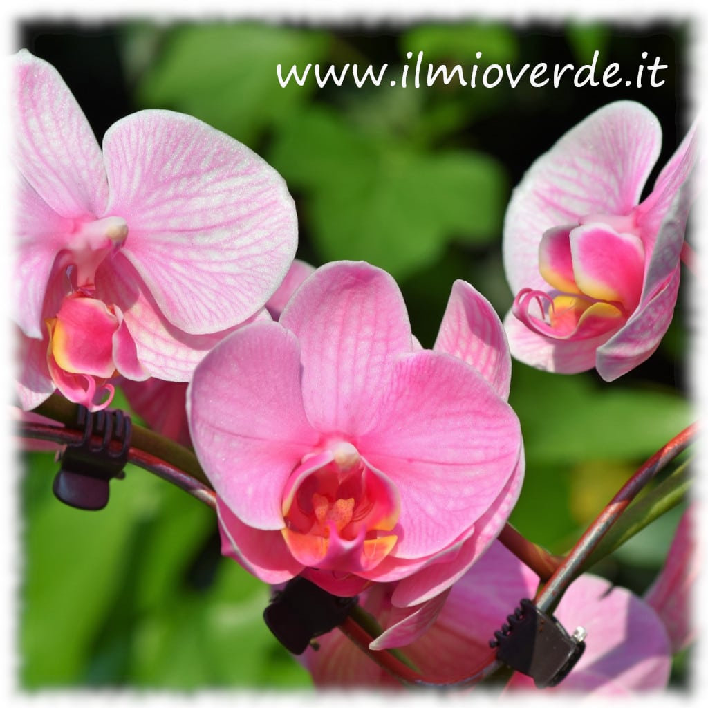 Orchidea rosa in fiore.