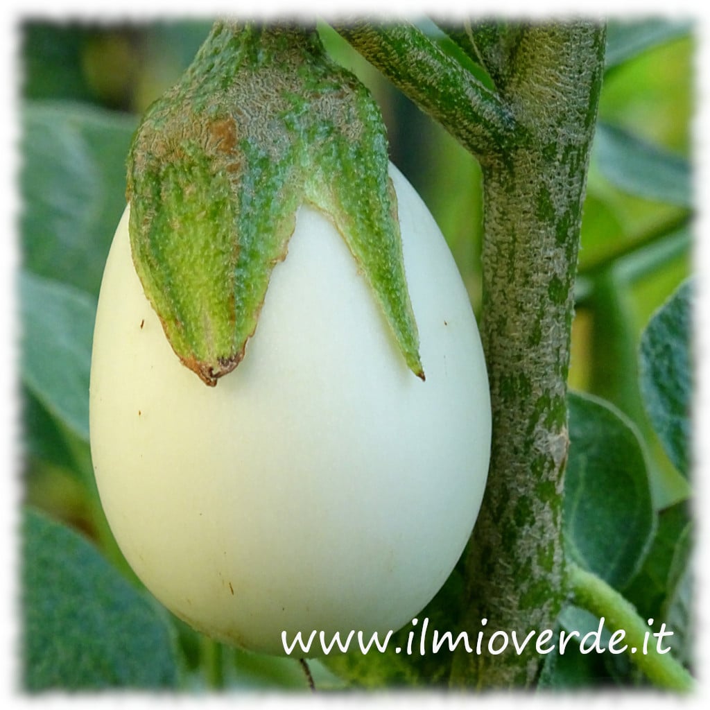 Pianta delle uova con frutto bianco