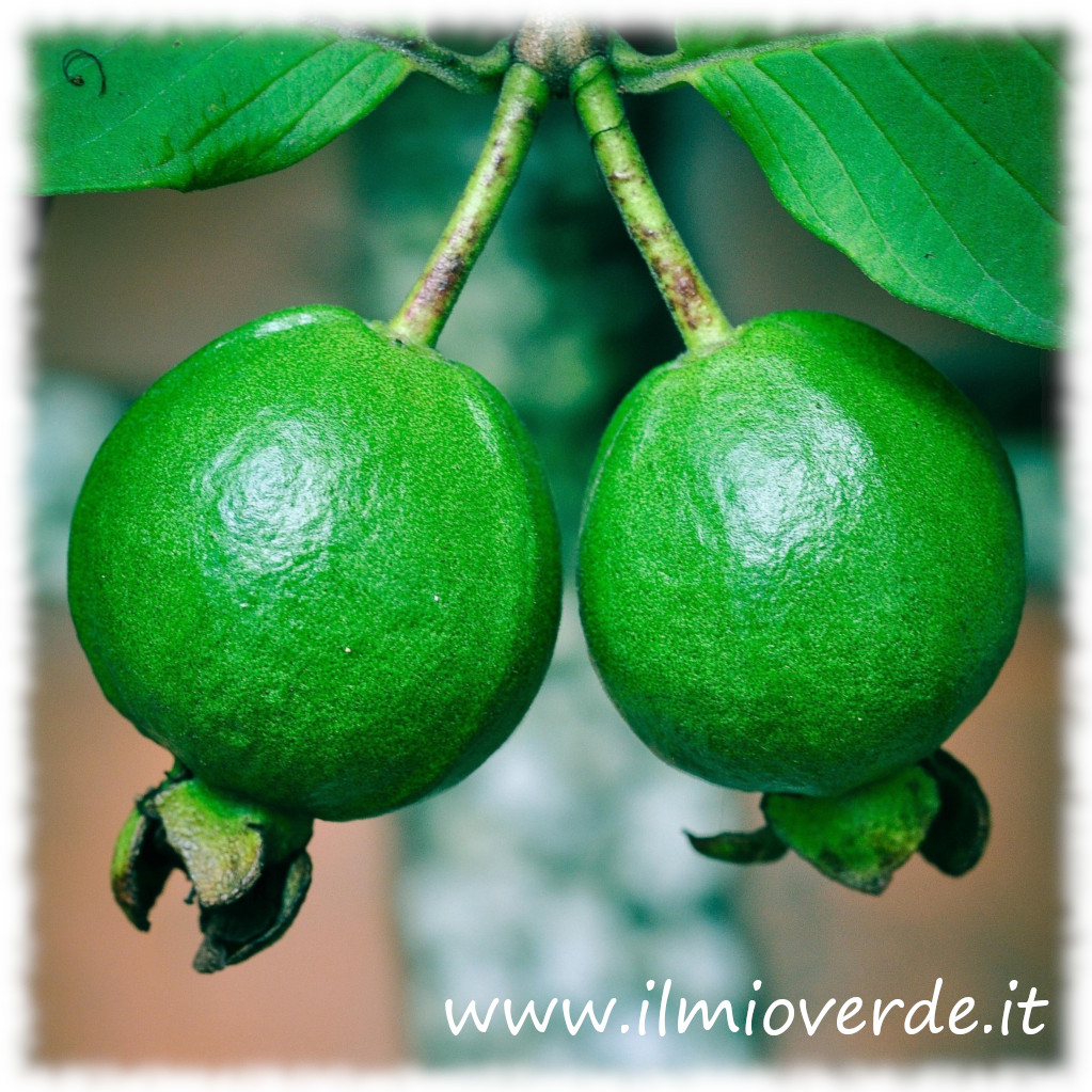 Due frutti di guava freschi, con la loro buccia verde e liscia.