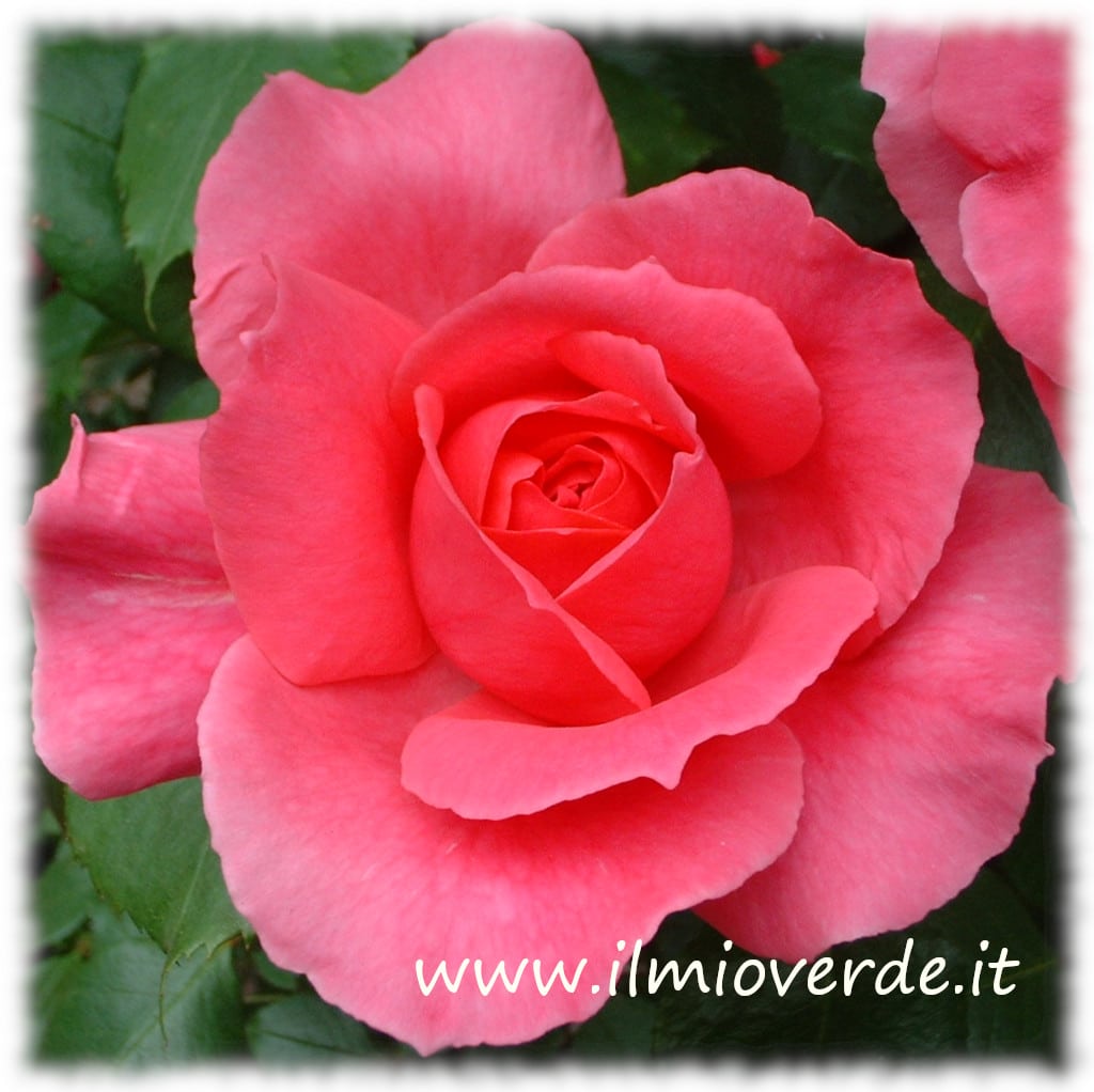 Eleganza e Bellezza