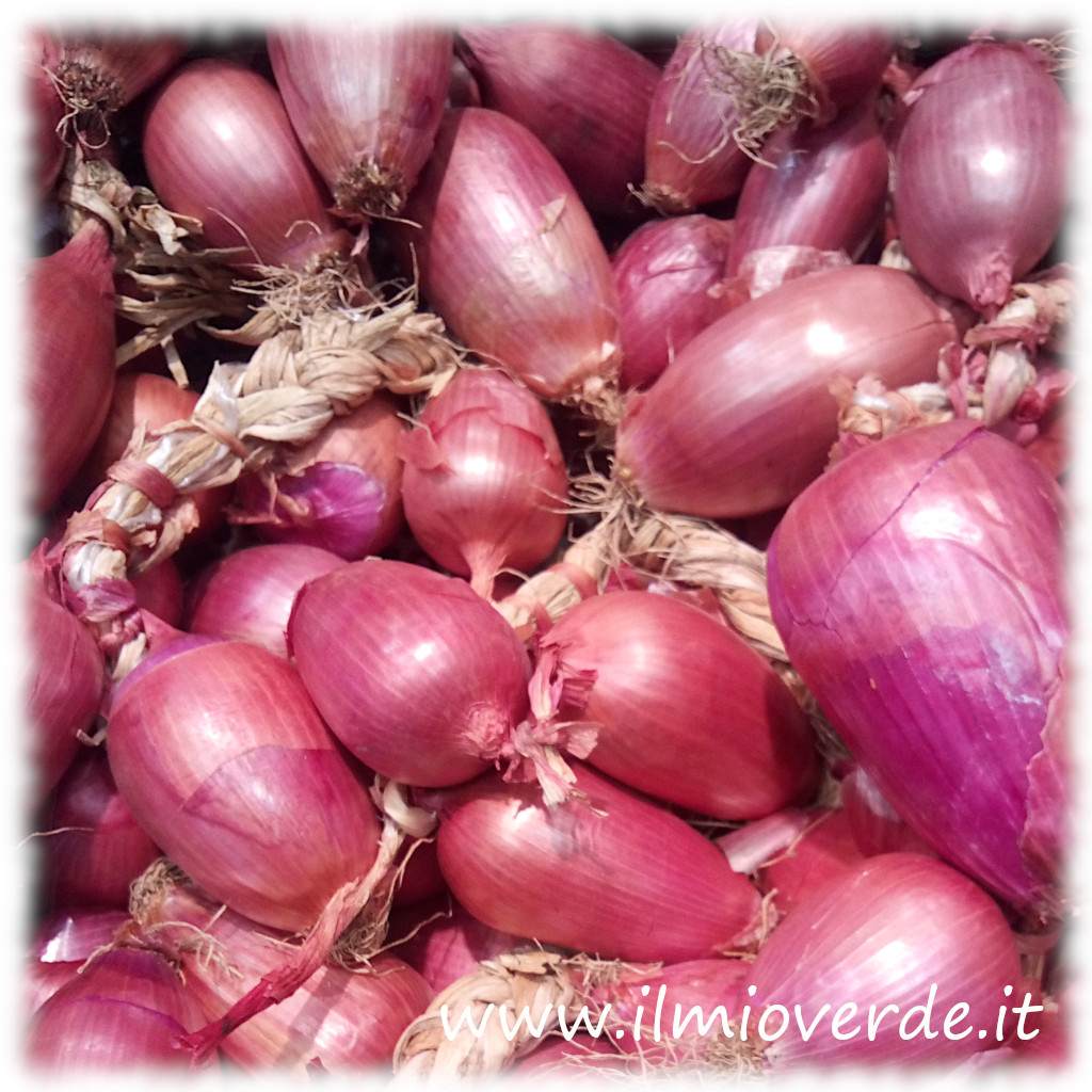 Un primo piano di scalogno fresco, con bulbi sottili rispetto alle cipolle e colori tendenti al viola, pronto per essere utilizzato in cucina.