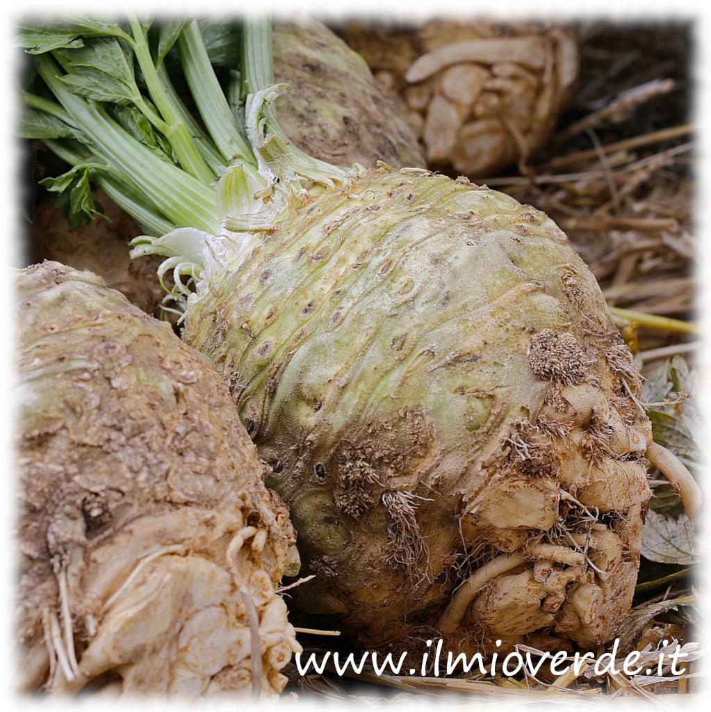 Sedano rapa fresco, con radice nodosa e foglie verdi, pronto per essere utilizzato in cucina.