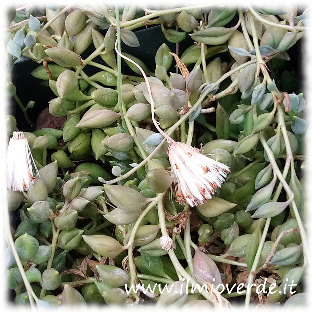 Il Senecio rowleyanus è una pianta succulenta dal caratteristico aspetto di piccole perle sospese, perfetta per decorare spazi interni o esterni con il suo aspetto unico e affascinante.