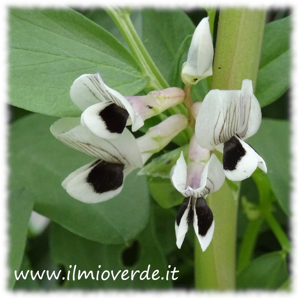 Fiori di fava (Vicia faba).