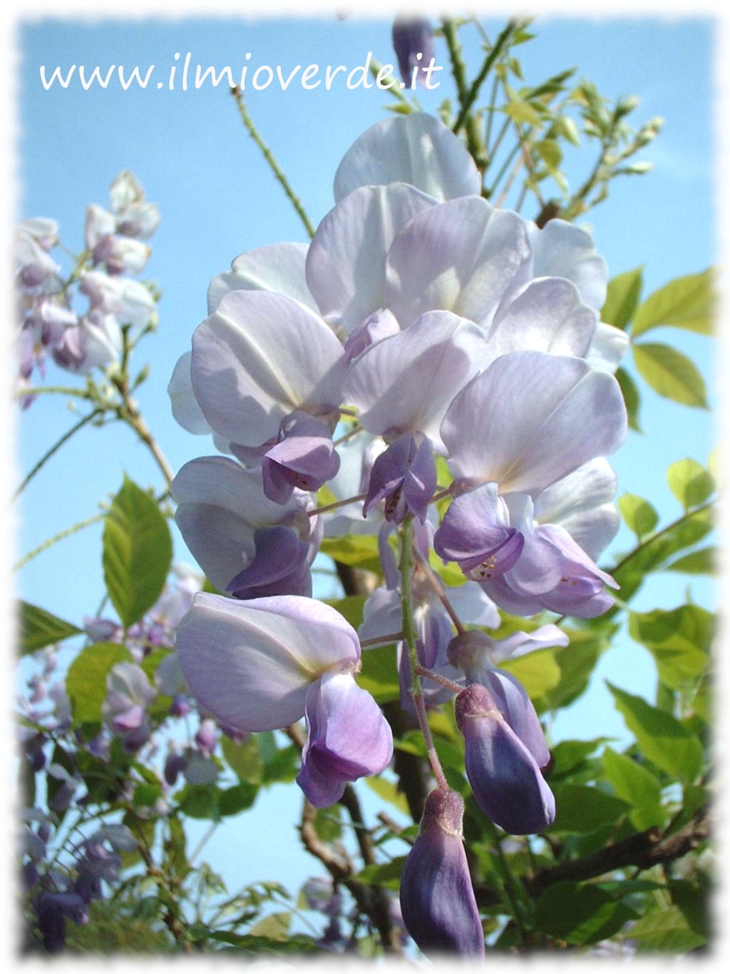 Fiore di glicine (Wisteria)