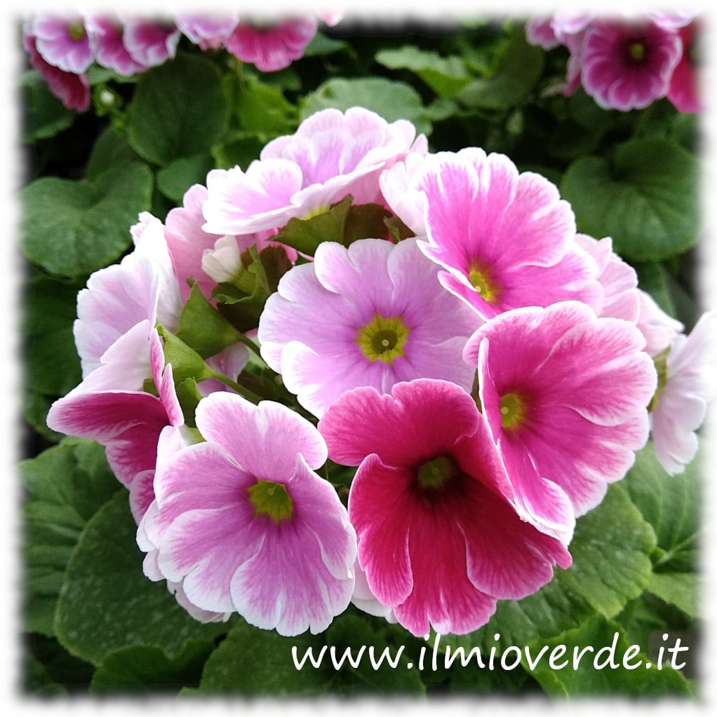 Fiore di Primula obconica rosa in piena fioritura.