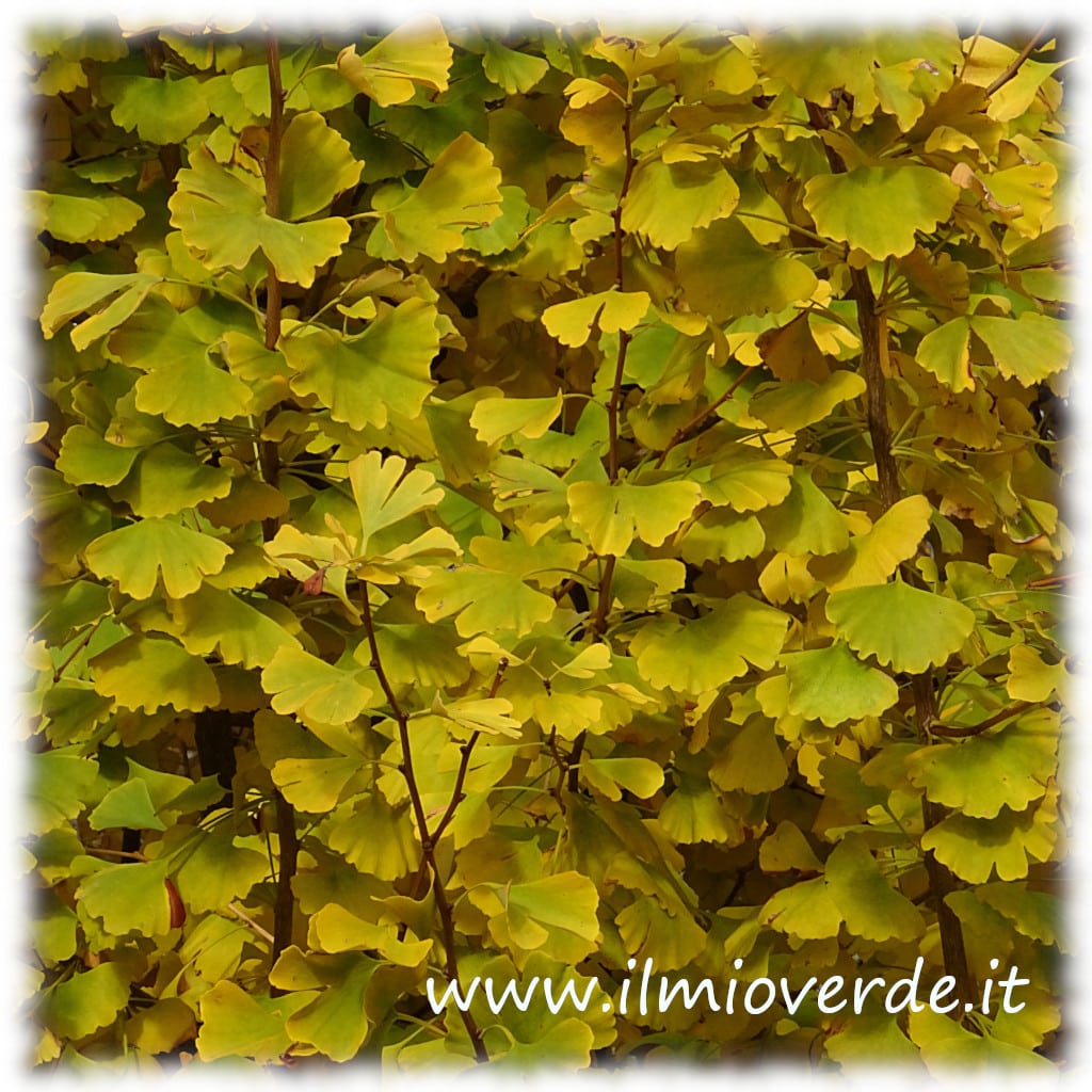 Foglie di Ginkgo biloba colorate di giallo dorato in autunno.