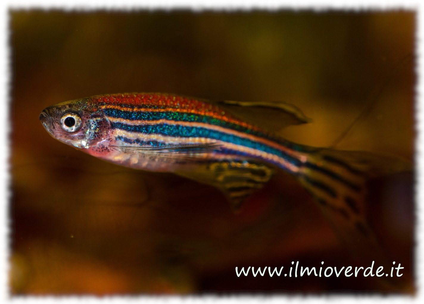 Danio rerio (Pesce Zebra) che nuota in un acquario con strisce argentate e bluastre sul corpo.