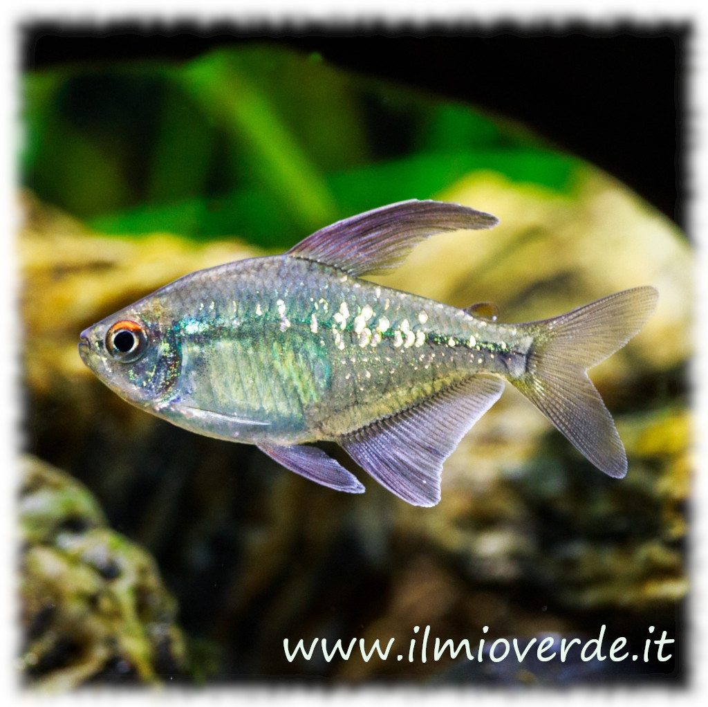 Diamante Tetra (Moenkhausia pittieri) con riflessi iridescenti e pinne trasparenti.