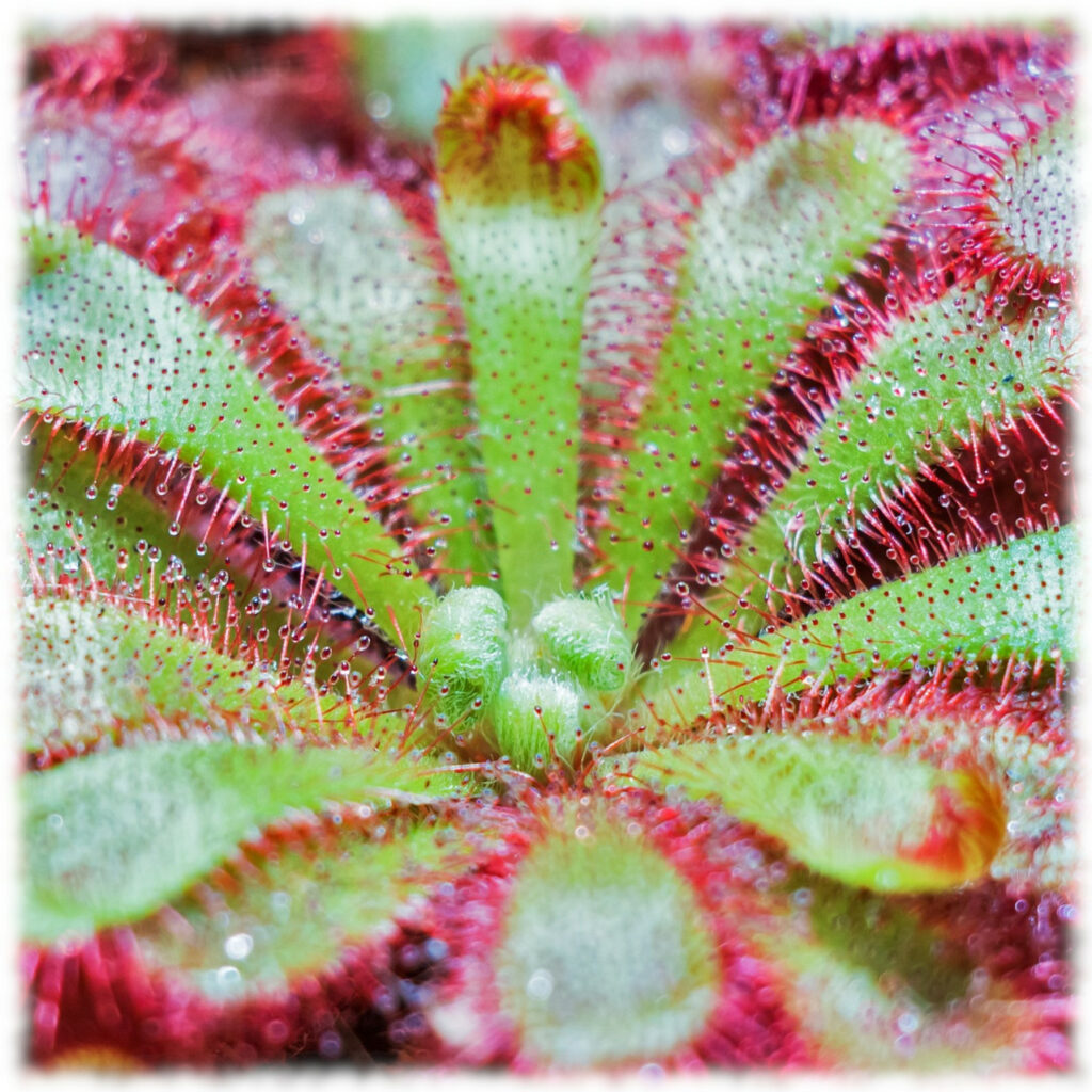 Drosera