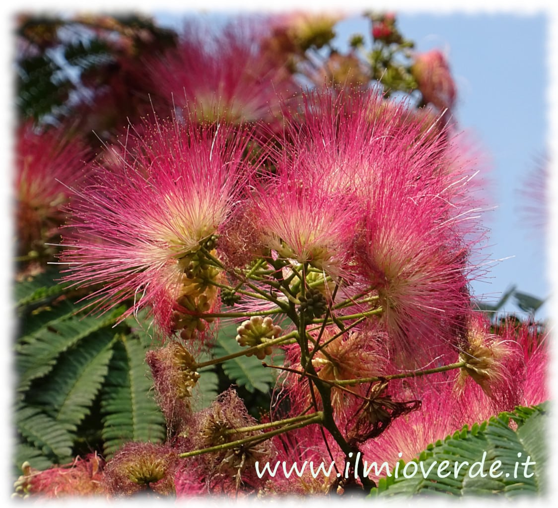 阿尔比齐亚·朱利布里辛（Albizia julibrissin）花朵，波斯金合欢，盛夏开花