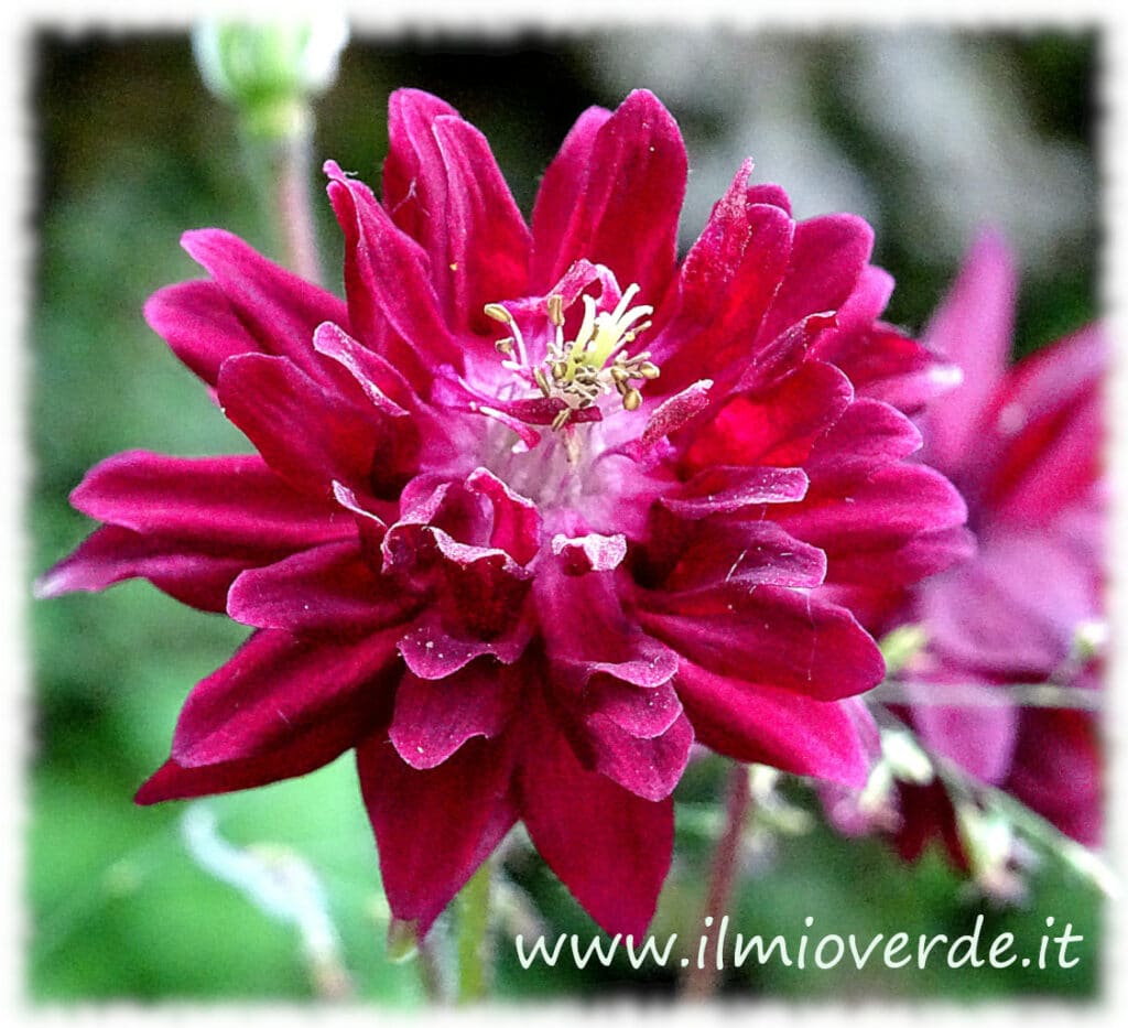 Aquilegia a fiore doppio (o pieno)