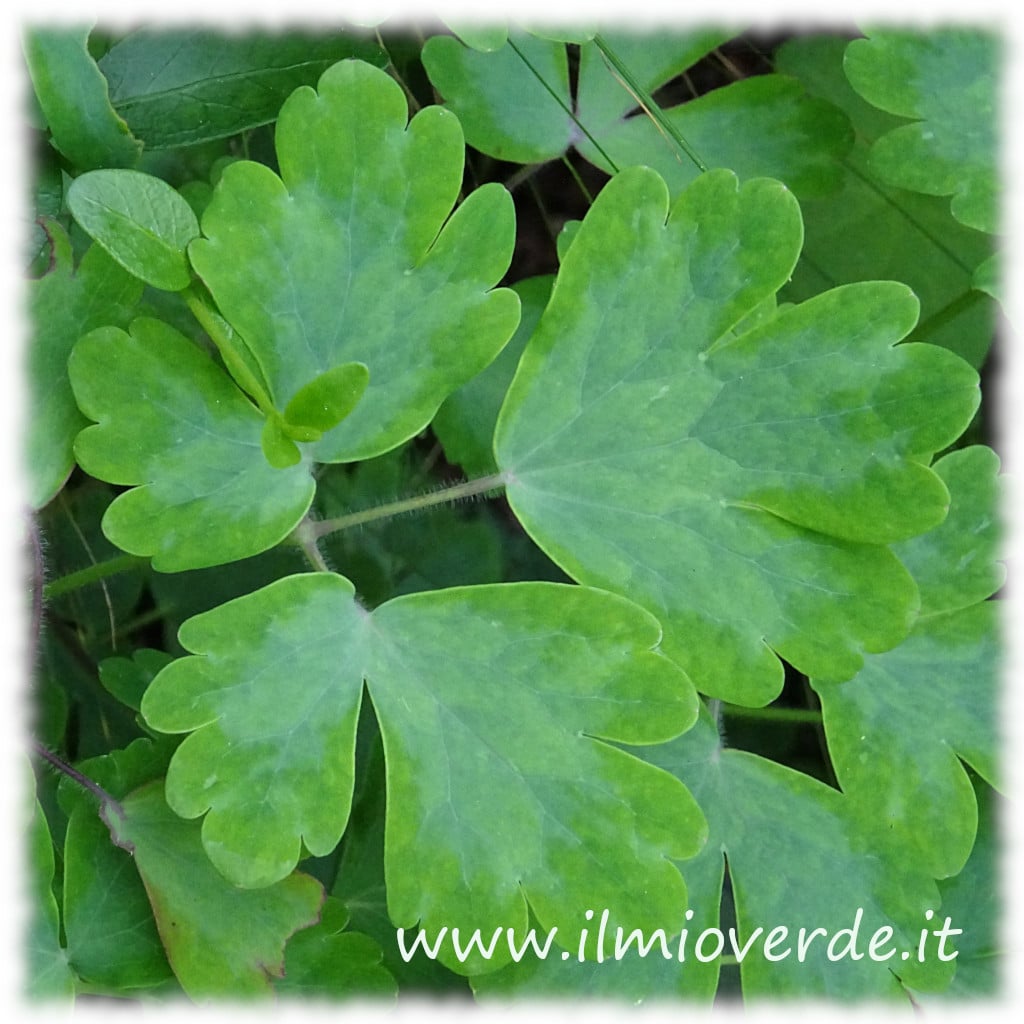 Foglia di Aquilegia con la sua caratteristica forma