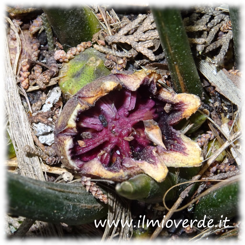 Fiore purpureo e nascosto dell'Aspidistra elatior, visibile alla base delle foglie.