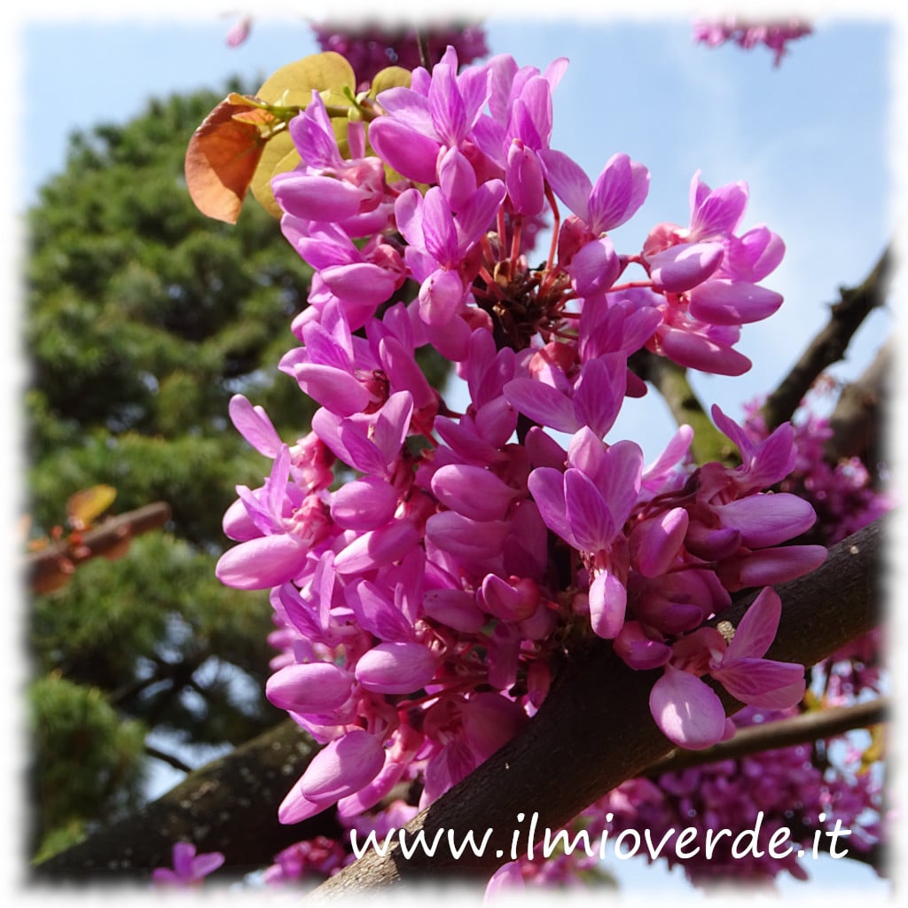 Fiore rosa-violaceo di Cercis siliquastrum in piena fioritura primaverile.