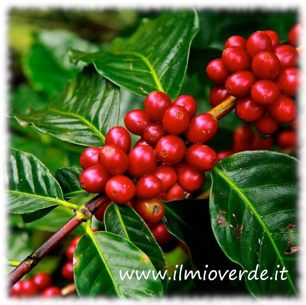Frutti maturi di Coffea, noti come ciliegie del caffè, con un colore rosso acceso, in primo piano.