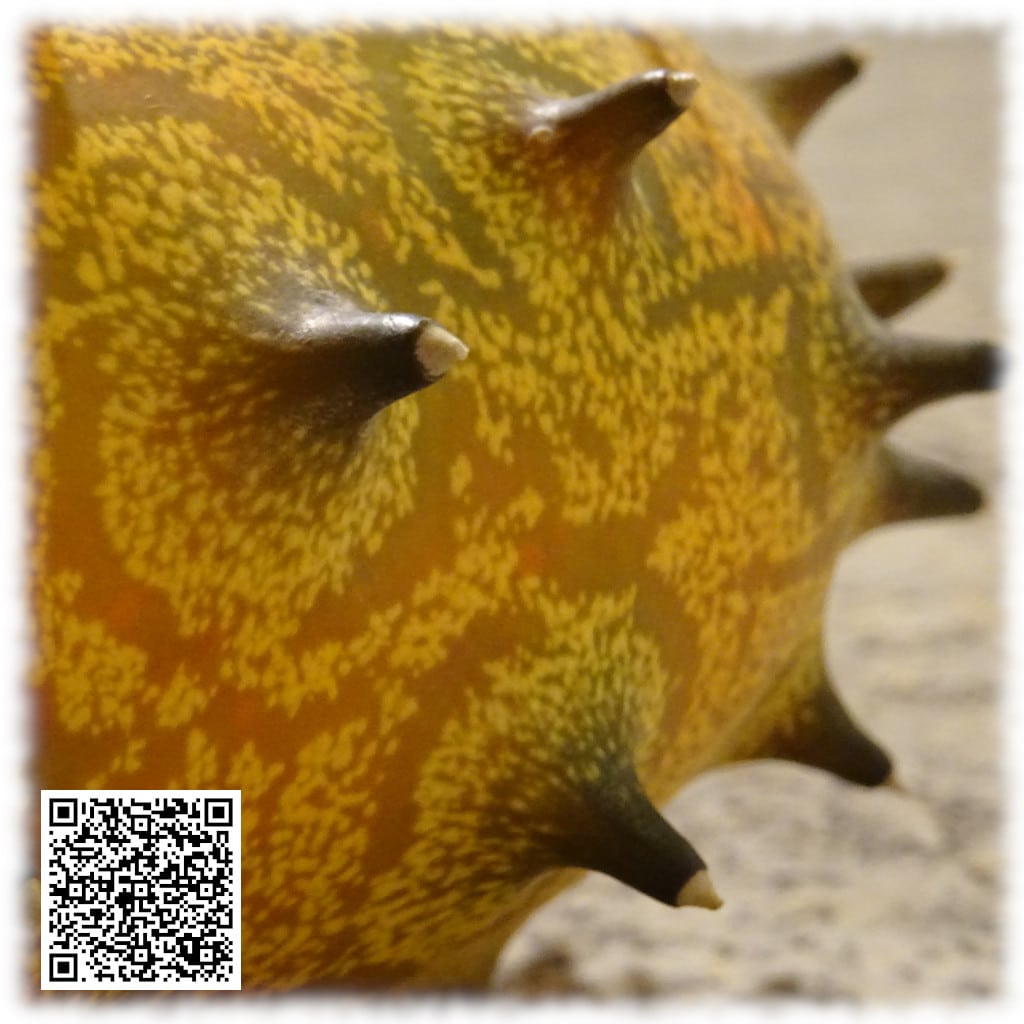 Primo piano della buccia del kiwano con protuberanze aculeate in evidenza.