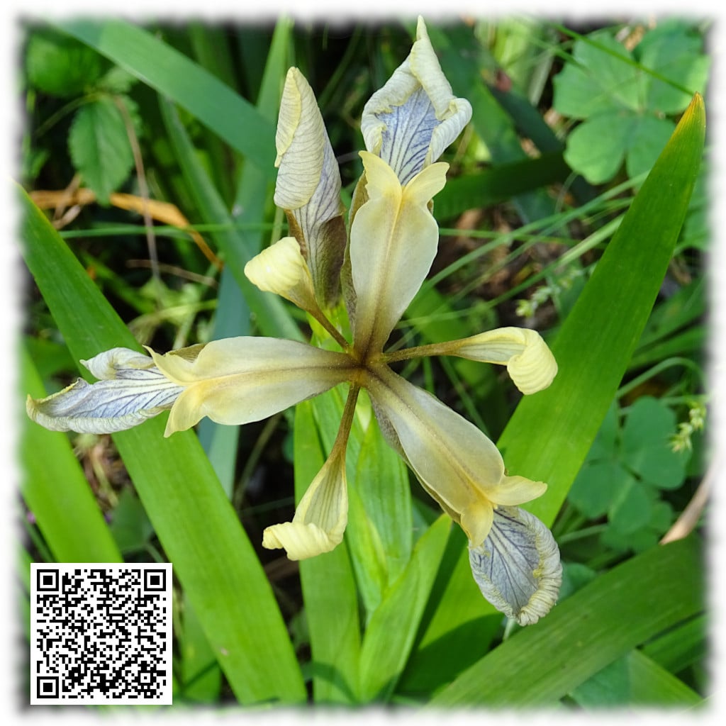 Fiore di Iris foetidissima visto dall'alto, con petali verdi e gialli distintivi.