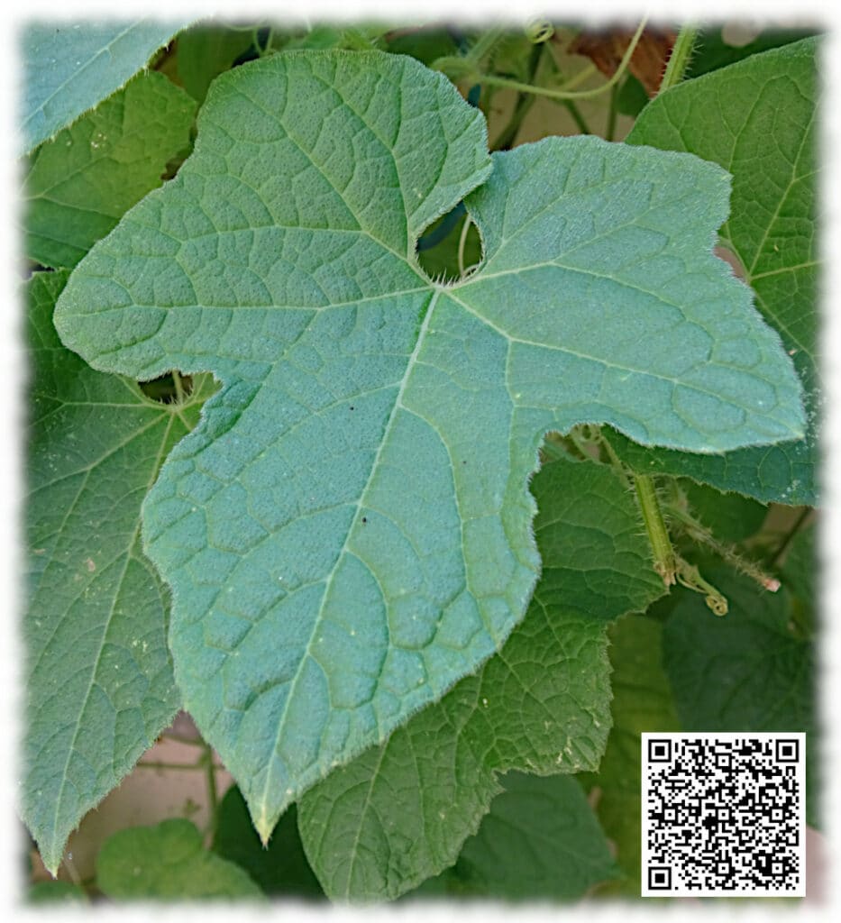 Foglia del kiwano con bordo seghettato e superficie rugosa