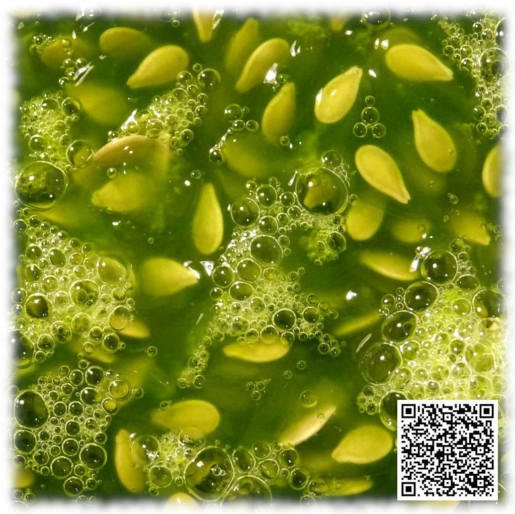 Semi e polpa verde di Kiwano in primo piano, con la polpa gelatinosa e i semi ben visibili